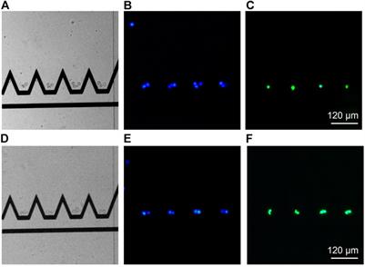 Dielectrophoretic Traps for Efficient Bead and Cell Trapping and Formation of Aggregates of Controlled Size and Composition